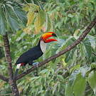 Toucan toco