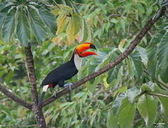 Toco Toucan