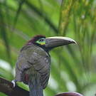 Toucanet à oreilles d'or