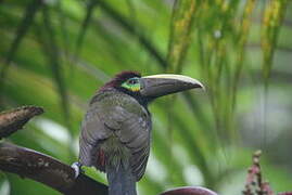 Yellow-eared Toucanet