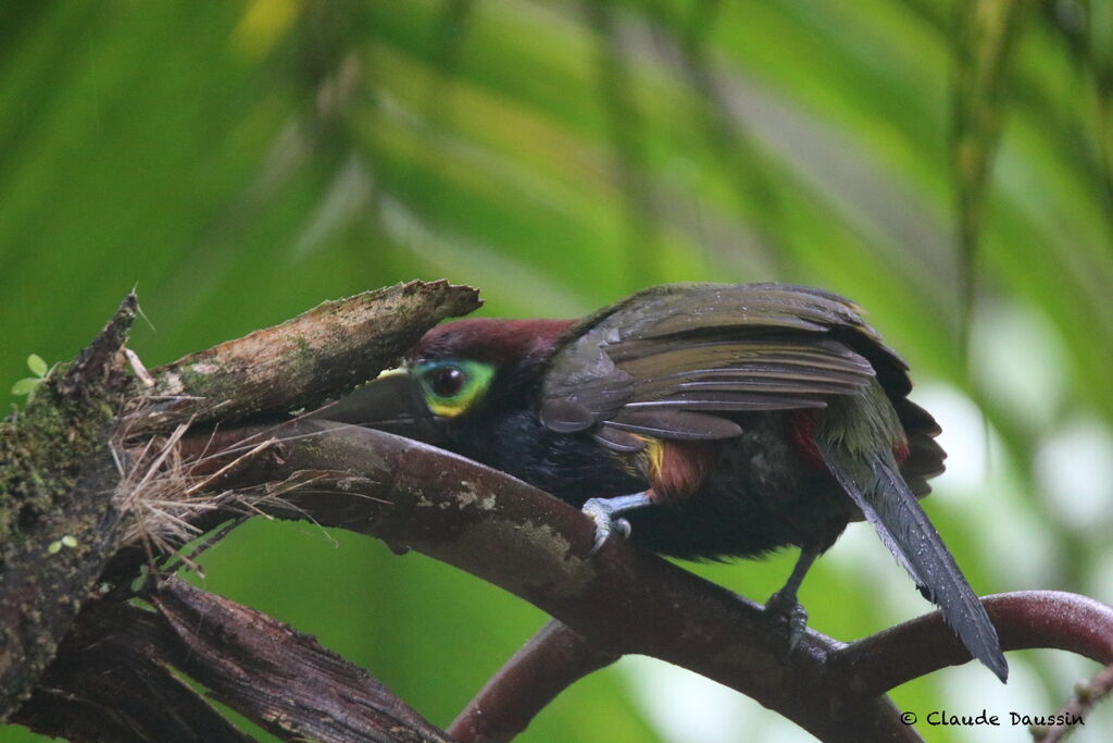 Toucanet à oreilles d'or