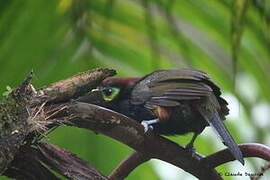 Yellow-eared Toucanet