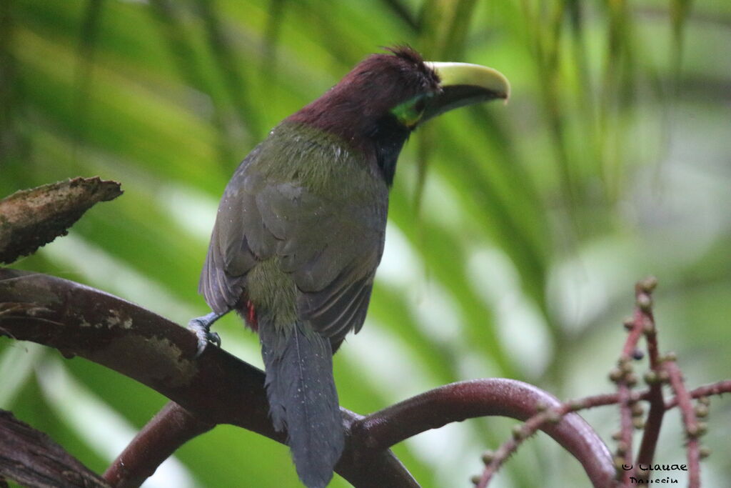 Yellow-eared Toucanet female adult