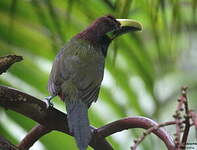 Toucanet à oreilles d'or