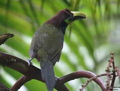 Toucanet à oreilles d'or