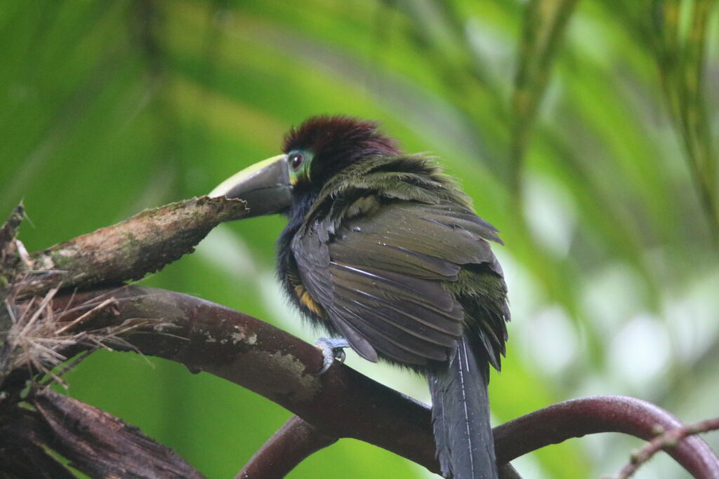 Yellow-eared Toucanet female adult