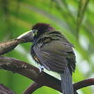 Toucanet à oreilles d'or