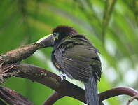 Toucanet à oreilles d'or