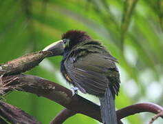 Toucanet à oreilles d'or