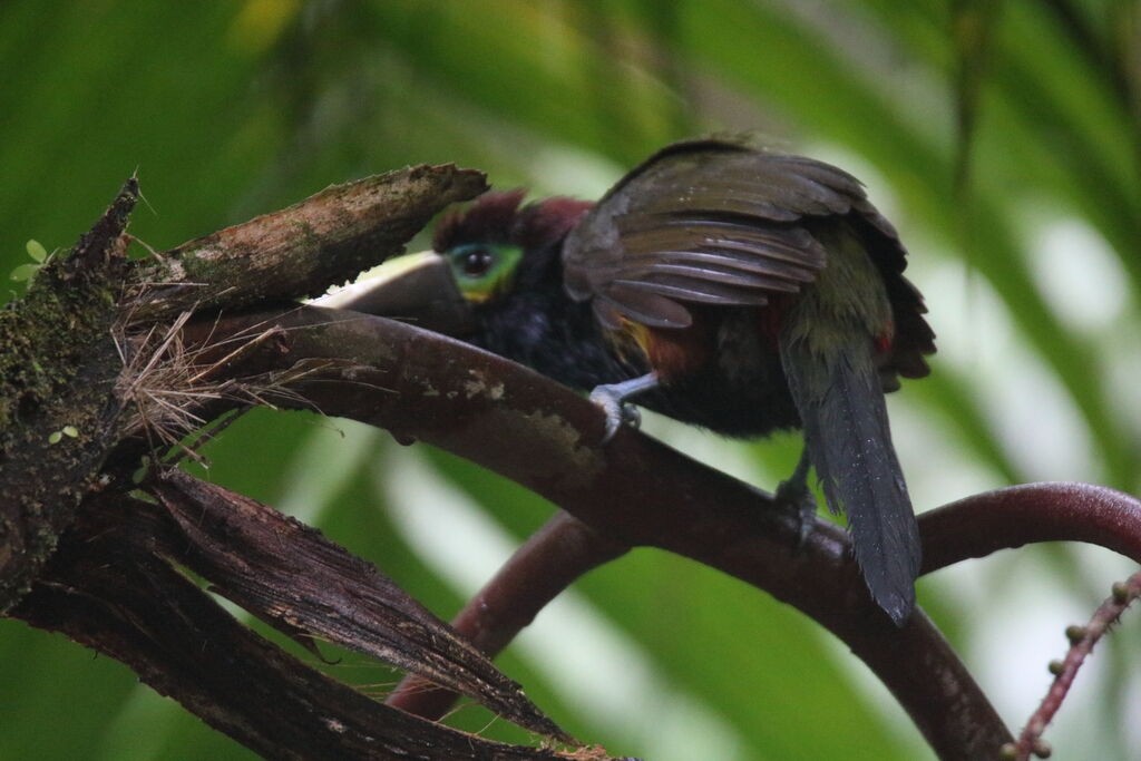 Yellow-eared Toucanet female adult, eats