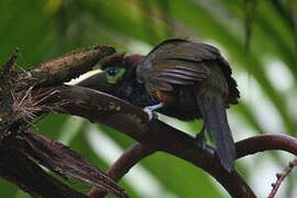 Yellow-eared Toucanet