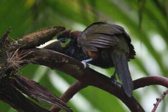 Toucanet à oreilles d'or