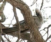 Grey Go-away-bird