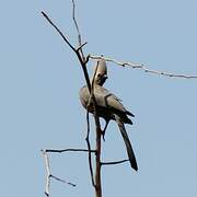 Grey Go-away-bird