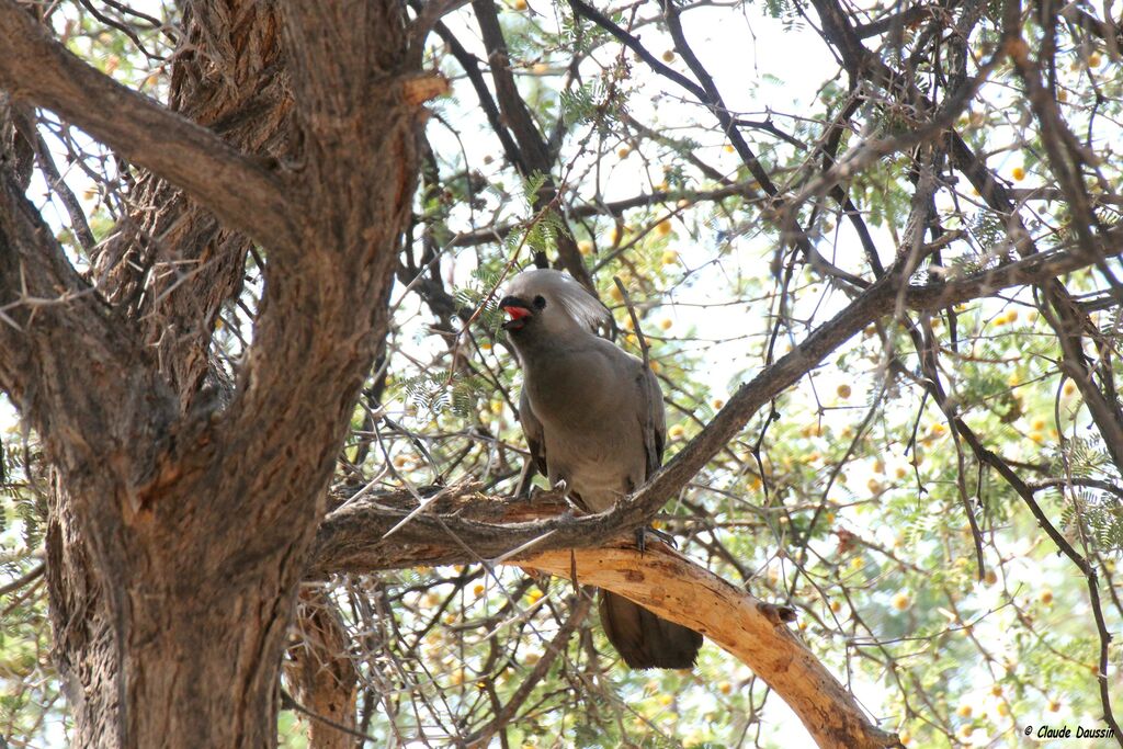 Grey Go-away-bird