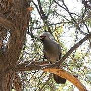 Grey Go-away-bird