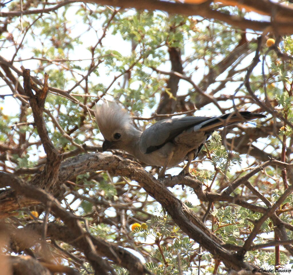 Grey Go-away-bird