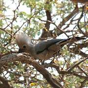 Grey Go-away-bird