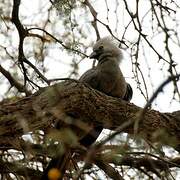 Grey Go-away-bird