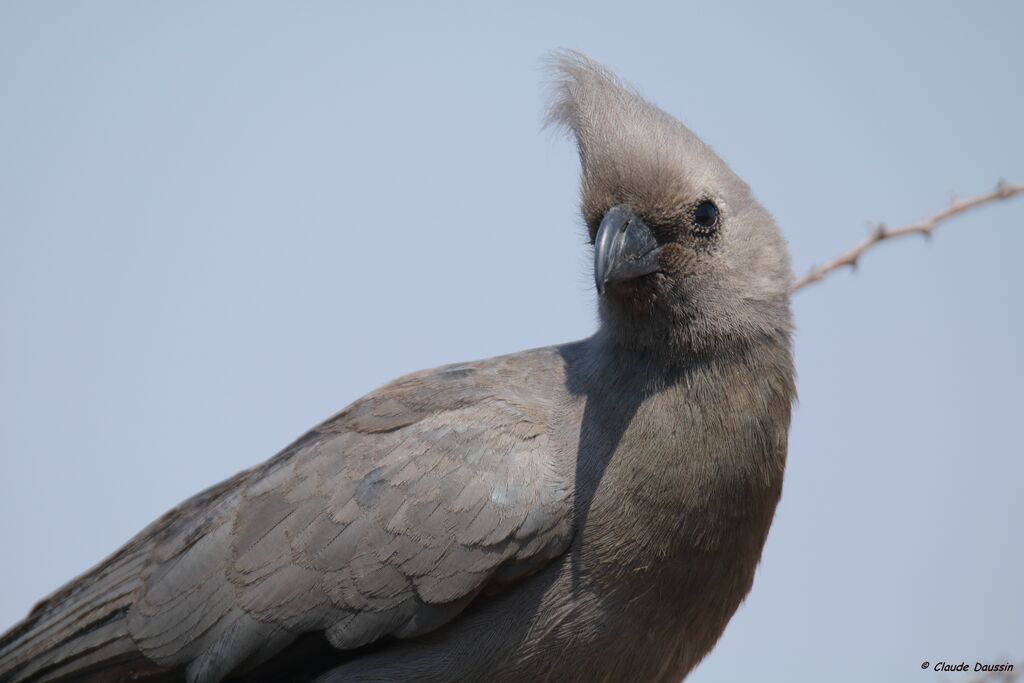 Grey Go-away-bird