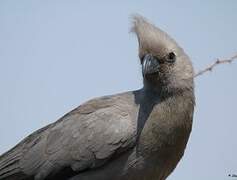 Grey Go-away-bird