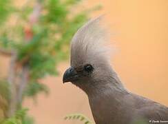 Grey Go-away-bird