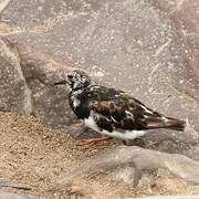 Ruddy Turnstone