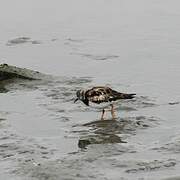 Ruddy Turnstone