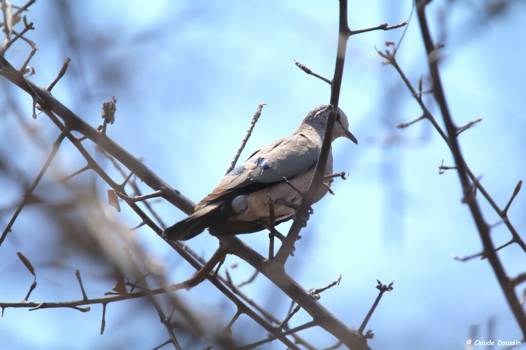 Emerald-spotted Wood Dove