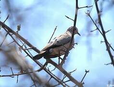 Emerald-spotted Wood Dove