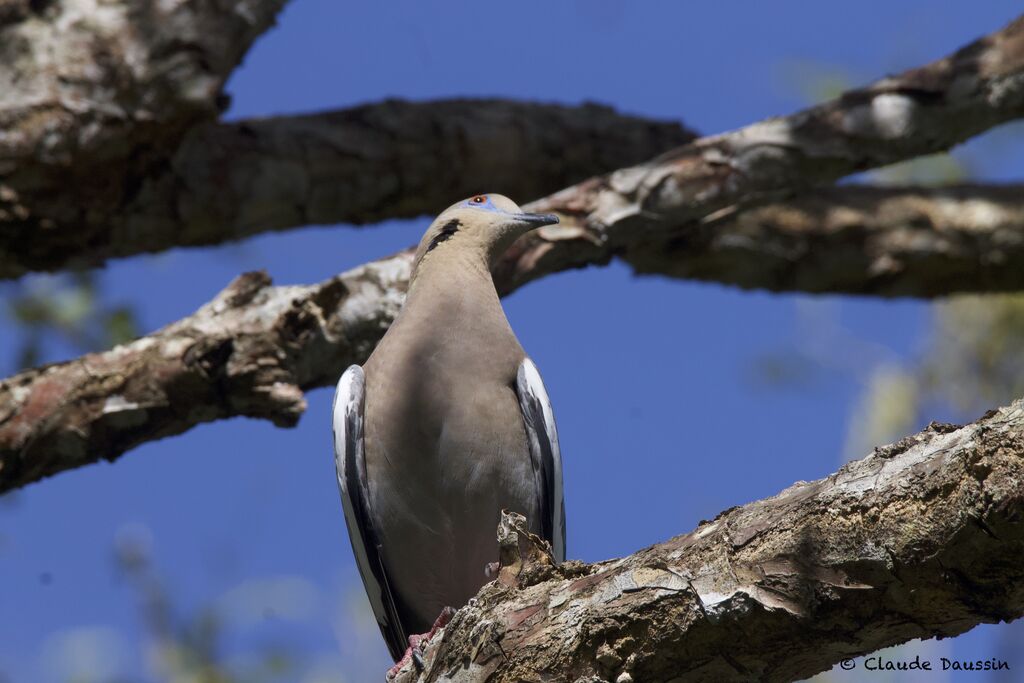 White-winged Doveadult