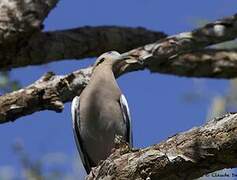 White-winged Dove