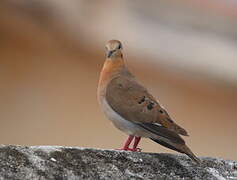 Zenaida Dove