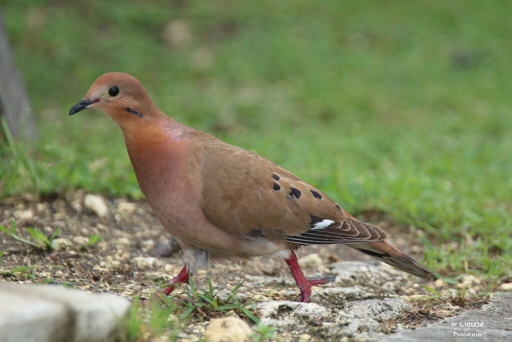 Zenaida Dove