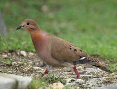 Zenaida Dove