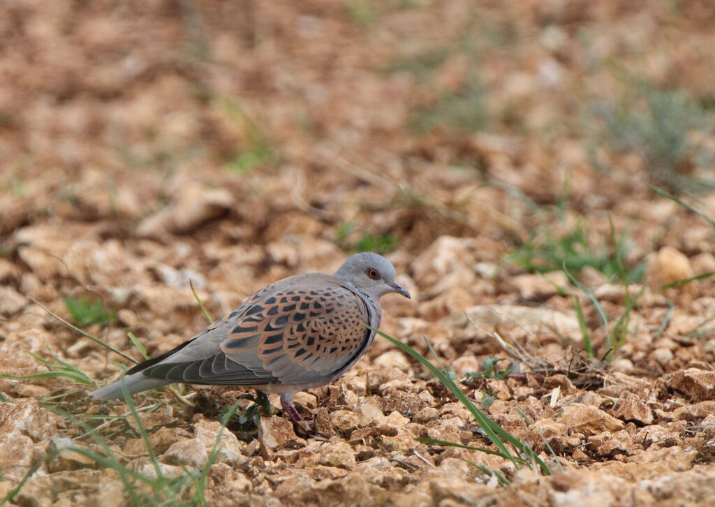 European Turtle Dove