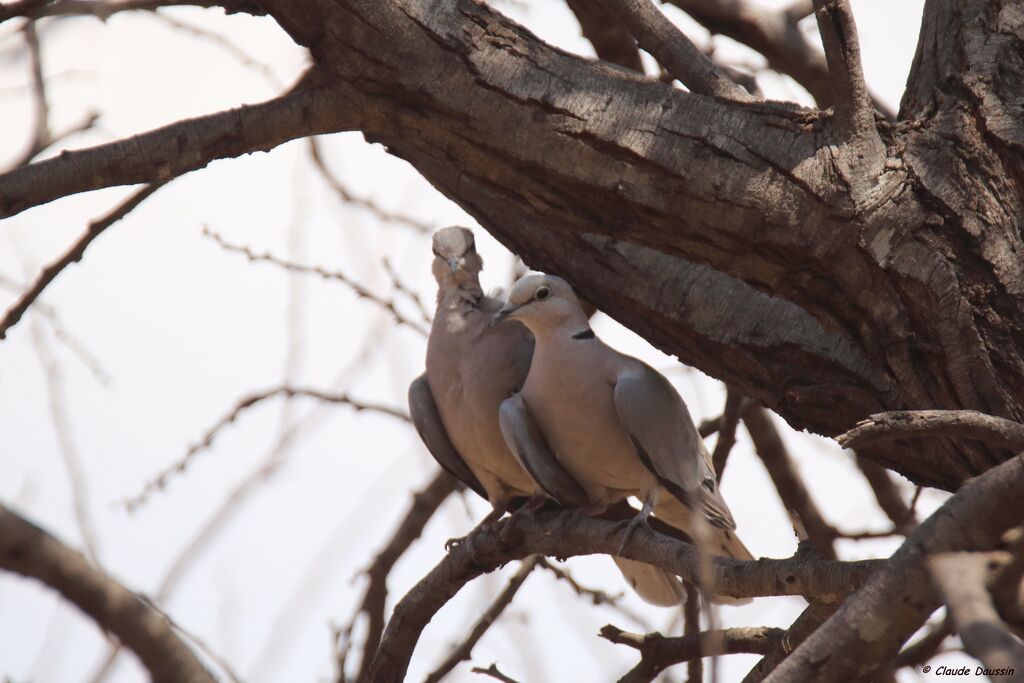 Ring-necked Dove