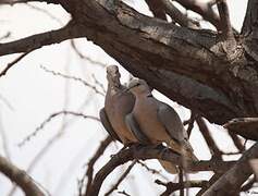 Ring-necked Dove