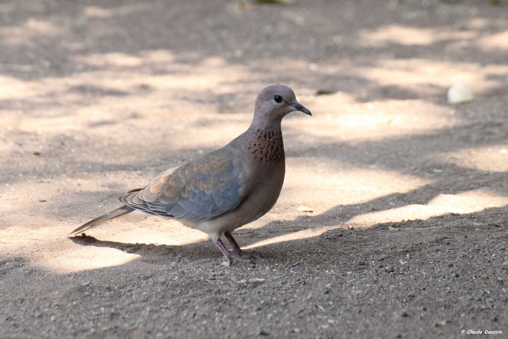 Laughing Dove