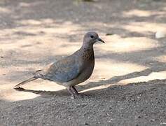 Laughing Dove