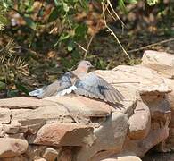 Laughing Dove