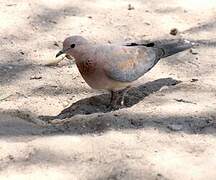 Laughing Dove