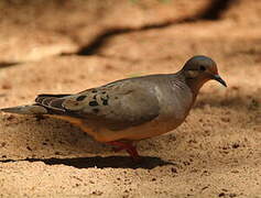 Eared Dove