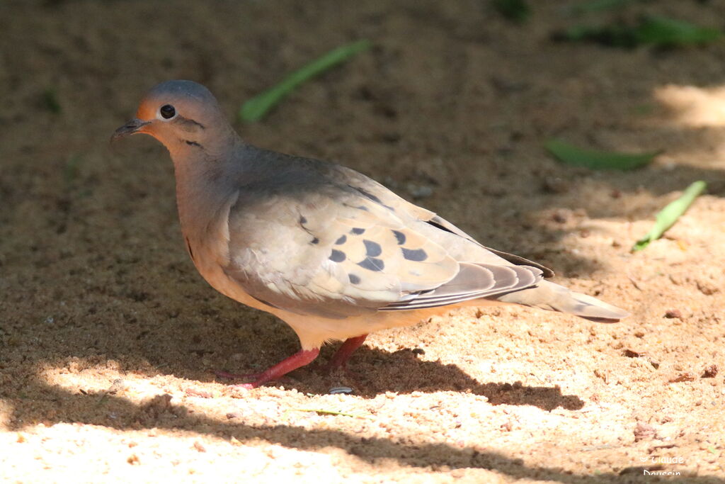 Eared Dove