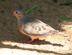 Eared Dove