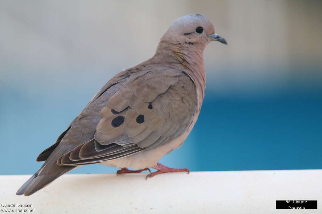 Eared Doveadult, identification