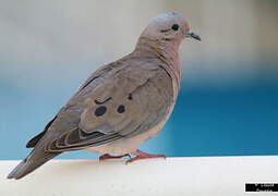 Eared Dove