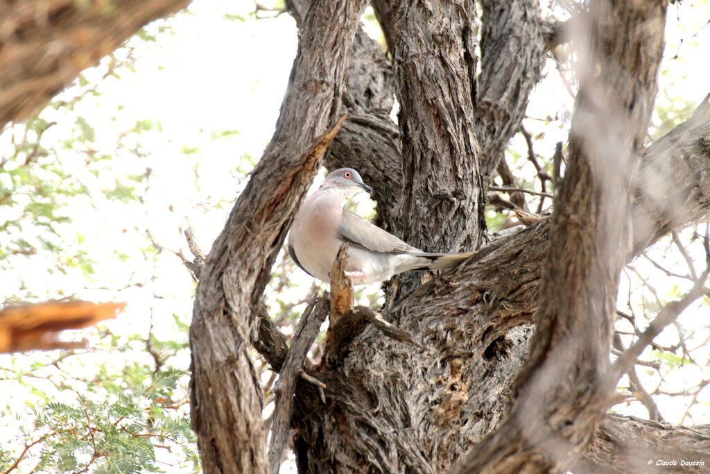 Mourning Collared Dove