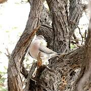 Mourning Collared Dove