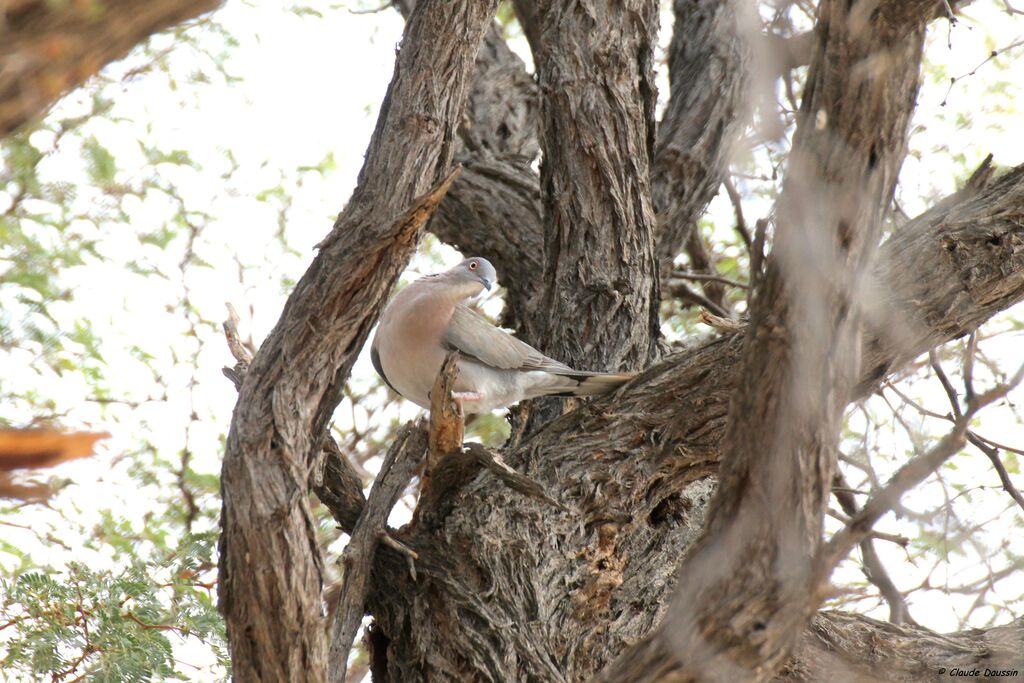 Mourning Collared Dove